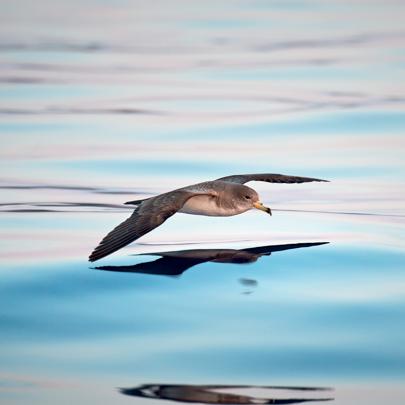 Bycatch